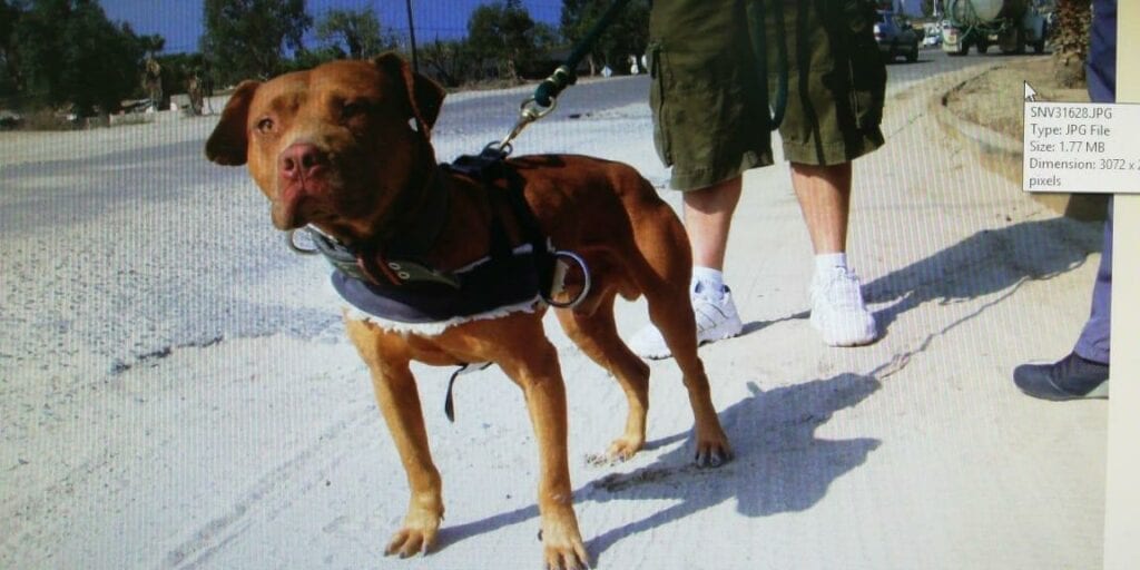 A brown dog with a harness on its back.