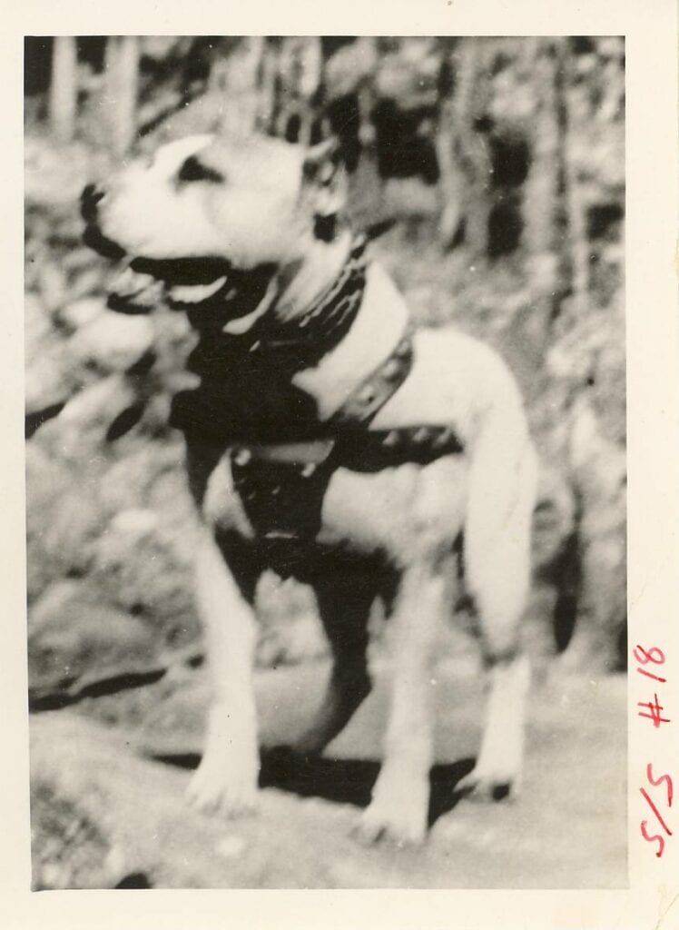 A dog standing in the woods wearing a harness.