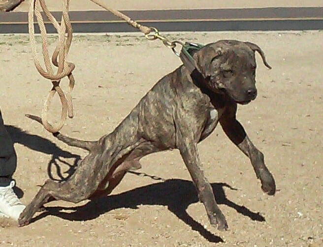 A dog is tied to a rope and chained.