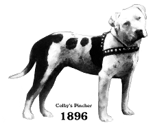 A black and white dog with collar standing on top of grass.