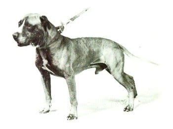 A dog with a leash on its neck.