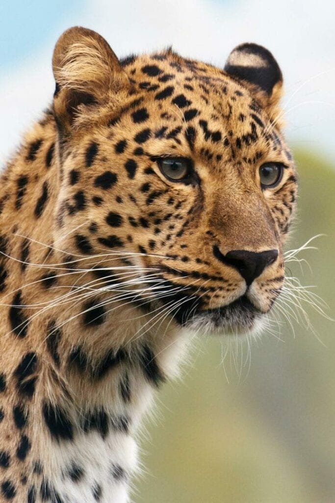 A close up of the face and head of a leopard