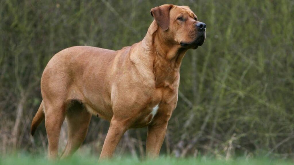 A brown dog standing in the grass near some trees.