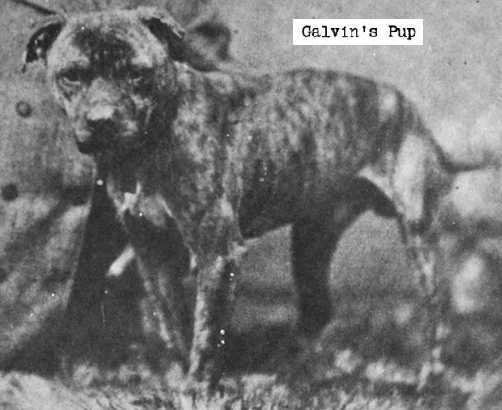 A black and white photo of an old dog.
