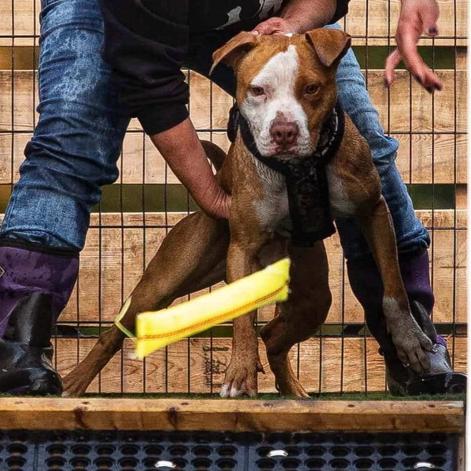 A dog is being held by its trainer and retrieved the banana.