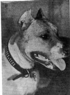A dog with a collar on its neck.