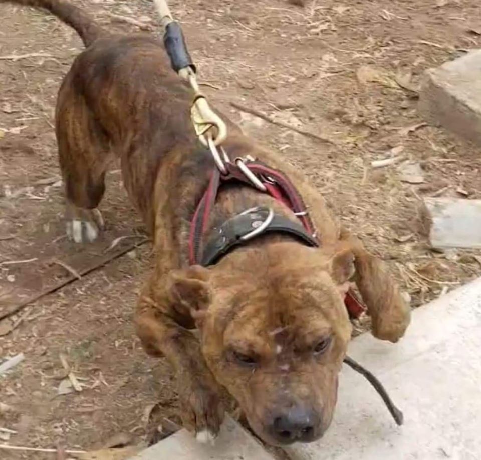 A brown dog with a harness on it's back.