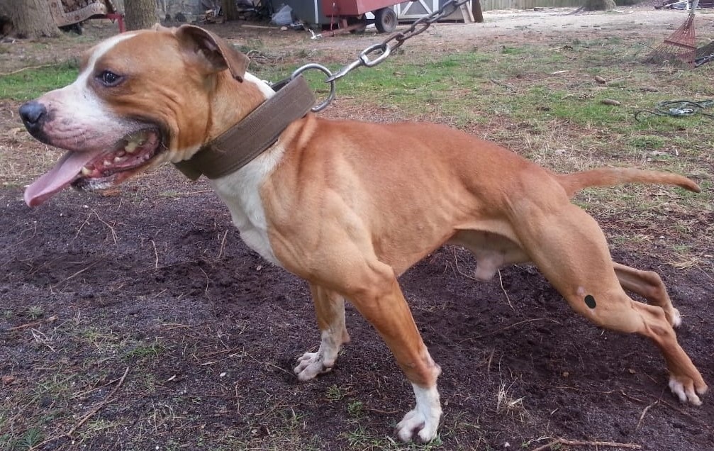 A dog with its mouth open and leash around it's neck.