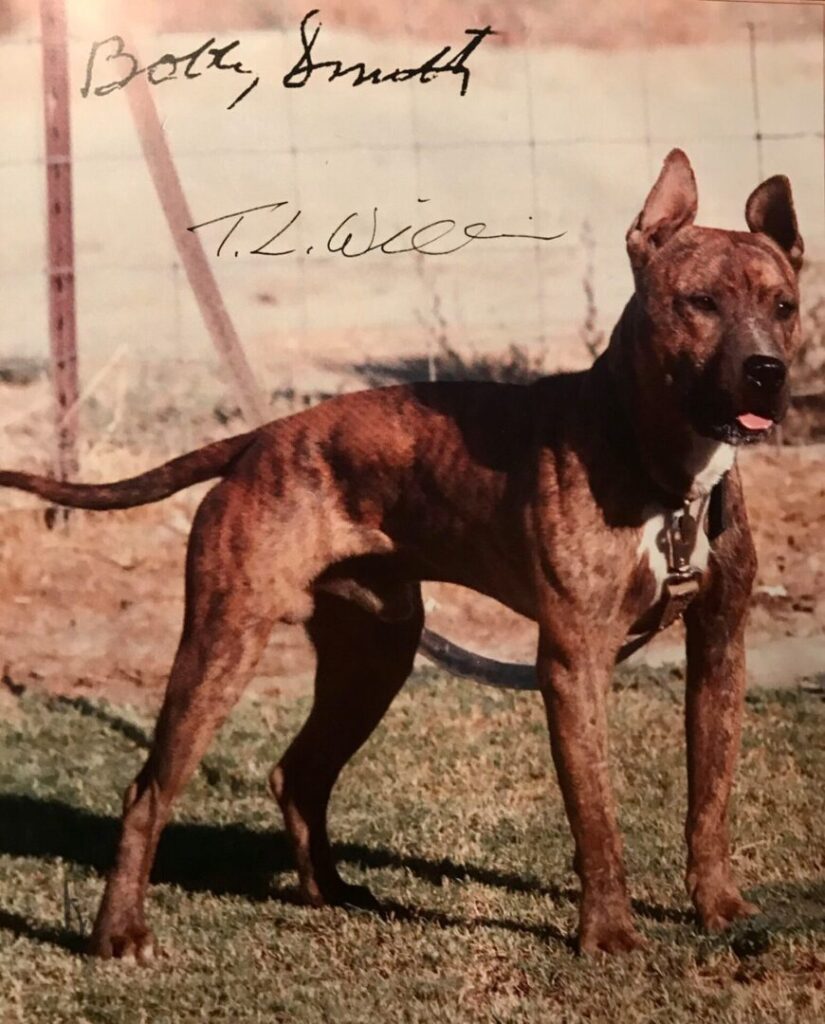 A brown dog standing in the grass near a fence.