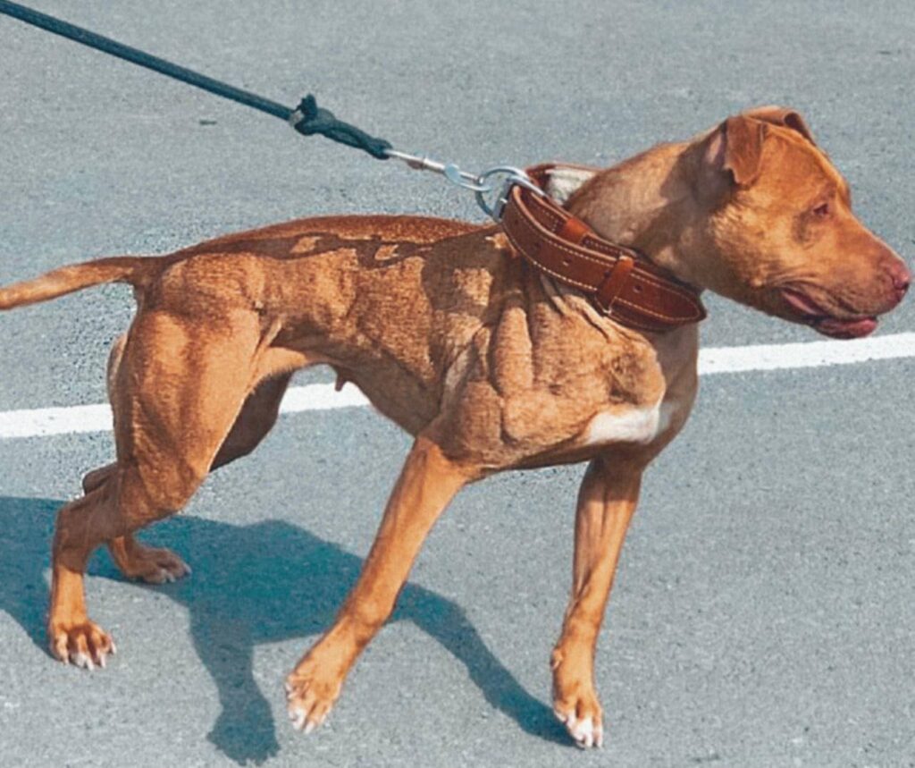 A brown dog is walking on the street