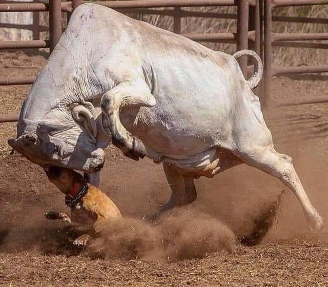 A bull is bucking and trying to get the head of another bull.