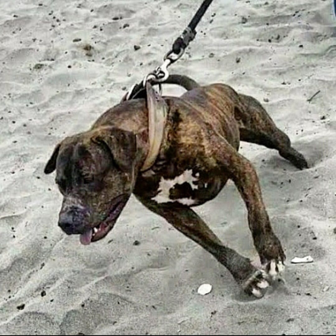 A dog is walking on the beach with its leash.